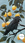 A single Australian Raven resting on the branch of a lemon tree. Lemon fruits and leaves hang all around it against a clear blue sky.