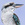 Close up of a kookaburra