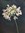 A single white agapanthus on a dark background