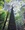 It’s a different perspective looking up in a rainforest. The dark from the Forest floor gives way to the lighter, circle of the canopy above.