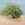 Large gum tree in flooded outback river