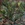 Two green tree frogs perched on wood and rocks at the foot of a fig tree.