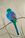 Red Rumped Parrot with fluffed out feathers on branch