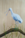 Spoonbill with open beak standing on a branch