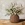 White berries spray in a small mustard vase on a neutral background 