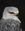 Portrait of a Black Shouldered Kite