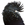 Portrait of a Red Tailed Black preening on a white background.