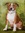 Orange and white Staffordshire Terrier dog, on a green impressionistic garden background. The dog is looking up at the viewer, and wears a gold collar.