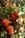 Orange flowers, Australian native flowers, Protea flower