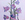 The image depicts a flower. In the center of the composition, a Peach-Leaved Bellflower (Campanula persicifolia) stands tall and graceful. Its slender stem arches gently, displaying a captivating curve. The delicate flower is adorned with bell-shaped petals, which exhibit a range of ethereal hues. Subtle lavender tones blend seamlessly with hints of creamy white, lending an air of softness to the composition.

Each petal showcases a velvety texture, inviting the viewer to appreciate its delicate nature. The center of the blossom reveals the intricate arrangement of stamens and pistils, adding depth and complexity to the artwork.