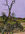 Inland 4WD Sand Tracks of K'Gari formerly known as Fraser Island and the surrounding trees in the purple haze of the late afternoon light and the reflective colours on the leaves and land