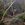 Coastal landscape Tasmania, Tea Tree Scrub