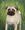 pet pug portrait animals 