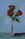 Three bright red roses stand tall in a clear, narrow, tall glass vase, with a wash of greens in the background and foreground of the artwork.