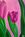 Two large pink tulips with visible large green leaves