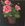 A terracotta pot sits in the centre of frame and in it is a pink geranium plant with big clusters of blooms sitting above scalloped edge mid green leaves, the background is a deep brown.black