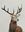 Stag looking at the viewer against a neutral background 