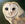 Barn Owl portrait with dark green background