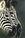 Two large zebra heads, alert with ears looking forward on  a dark green background