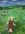 Embodiment of childhood connection to nature, a girl walks through farm field carrying a bucket pale with farmland and cows in the background