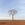 A boab tree stands gracefully on the red earth of australia. 