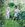 Two young girls walk down a garden path looking closely at the overgrown borders to see if they can find any tomatoes to pick.