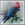 a gang-gang cockatoo eats while sitting on a branch