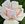 An up close, profile view of a cream rose with an apricot blush centre