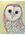 Barn owl