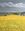 This is of a view on the side of a country road . The clouds are heavy and grey above the farming land below… 
You can see the paddocks with the trees bordering the properties. The paddock in the foreground is grape seed in full bloom ready for harvest . The grey of the sky is moody above the yellow and golds of the flowers below.