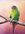 A colourful Swift Parrot sits comfortably on a branch with a cute head tilt, against a soft pastel peach gradated background.