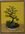 Bonsai plants against a golden wall in a white bowl on a table top