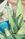 Watercolour painting of aloe plant leaves