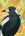 Magpie with coloured pattern background