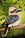 Kookaburra sitting on a branch