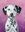 Portrait of a Dalmation dog