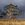 A majestic tall Australian gum blowing in the wind with a foreground  of dry golden grasses 