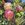 Bouquet of pink proteus, banksias and Australia natives.