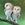 two barn owls on a branch