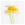 Photograph of dandelion flower in motion.