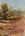 Golden tree in red soil country of the Pilbara area. Distant ranges.