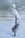 A white egret is reflected in the calm waters of a local lake