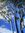 Four tall blue gums with smooth silver 'ghost' trunks stand against a blue sky with clouds