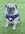 Fawn coloured pug sitting in green grass wearing a navy blue vest, white collar and maroon bow tie for a wedding. 