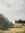 Cows in a grassy field with stormy sky and pine trees 