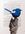 perched blue wren