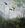 Three black cockatoos fly through the Australian bush with a misty background   There are tree ferns and gum trees in the foreground.