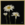 The canvas contains three white daisies in varying stage of opening on a dark, near black, background with a thin gold frame. 