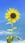 Sunflower in blue sky background