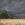 sunlit gum trees in a field with blowing dry grasses and a stormy sky